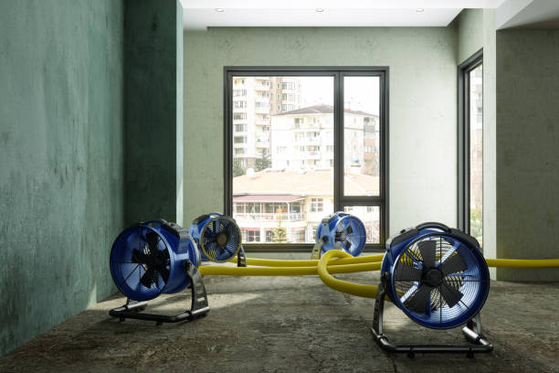 Best Water damage restoration near me  in Harlan, IN