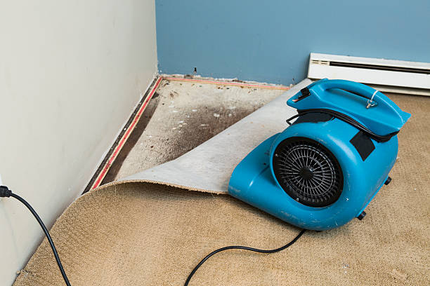 Best Flood restoration services  in Harlan, IN